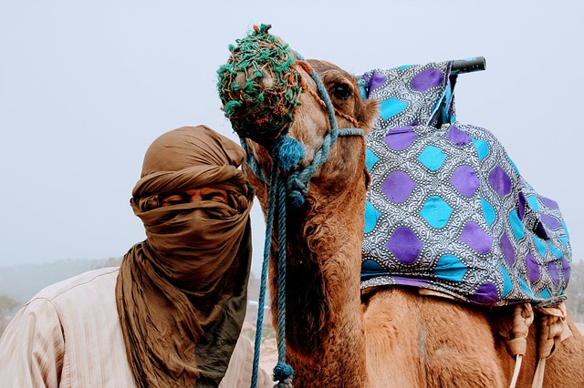Trekking in Morocco Features Camel