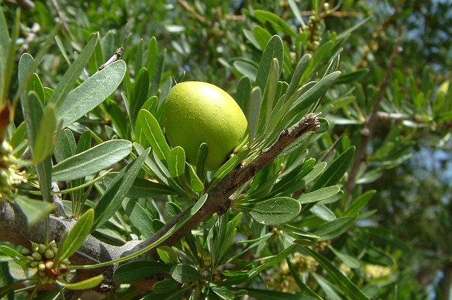 Trekking in Morocco Paradise Valley Argan Tree