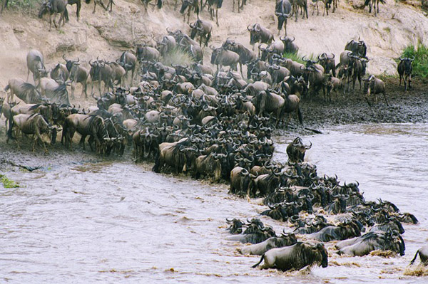 Things to do in Tanzania - Great Wildebeest Migration