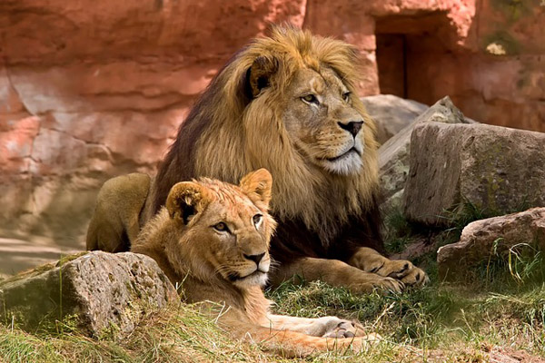 Things to do in Tanzania - Safari Things to do in Tanzania - Safari