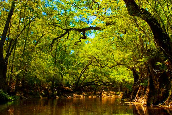 Aucilla-River-on-the-Florida-Trail