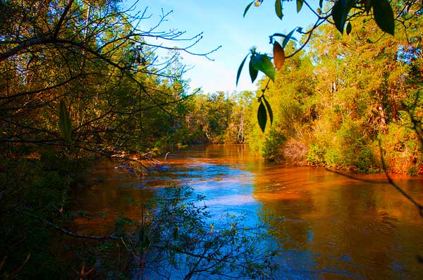 Juniper Creek on the Florida Trail