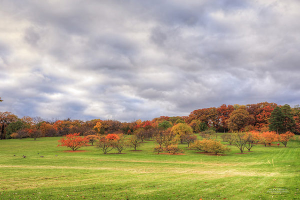 Morton Arboretum