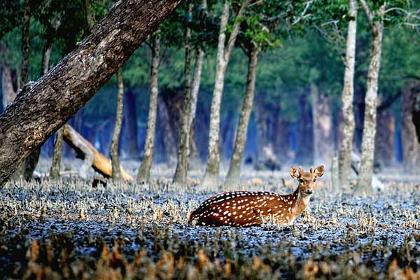 Sundarbans-Things-to-do-in-India