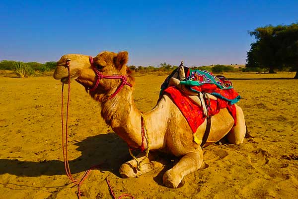 Thar-Desert-Things-to-do-in-India