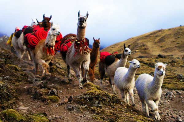 Lares-to-Patacacha-Weavers-Way