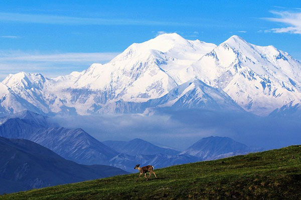 Denali-Alaska-North-America-Wildlife