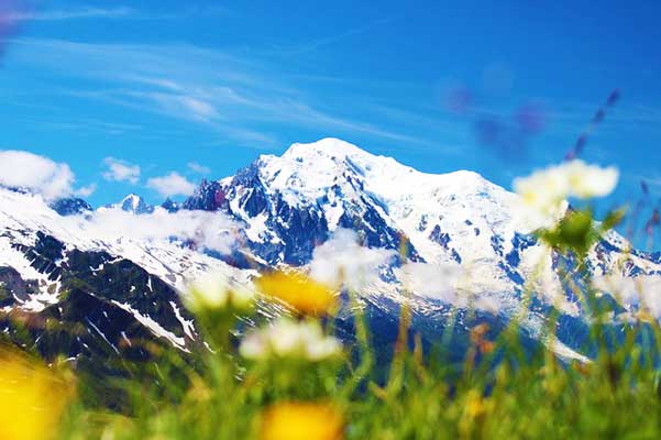 Mont-Blanc-Summer-Flowers