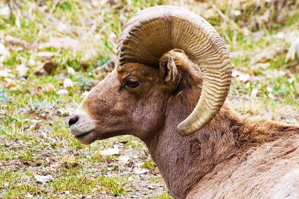 big-horn-sheep-Waterton-Canyon-Denver-Colorado-USA