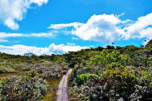 Alaka-i-Swamp-Trail-Kauai-Hawaii-USA