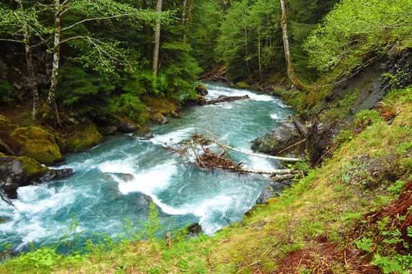 East-Fork-Quinault-River-Washington-Olympic-Park-USA