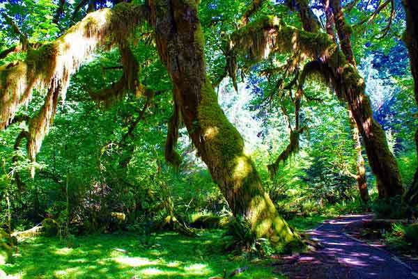 Hoh-Rain-Forest-Olympic-Park-USA-Washington