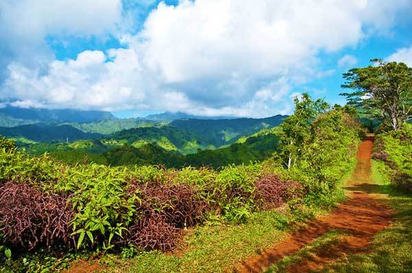 Kuilau-ridge-Trail-Kauai-Hawaii-USA