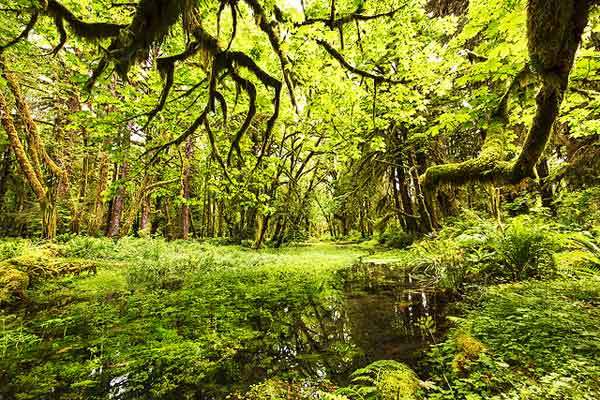 Quinault-Rain-Forest-Washington-Olympic-Park-USA