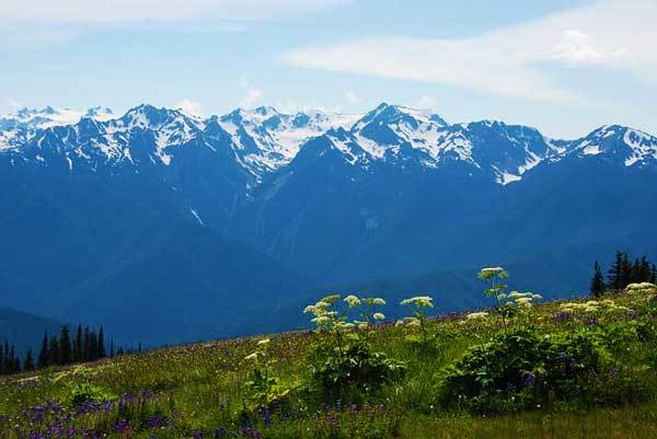 hurricane-ridge-washington-olympic-park-usa