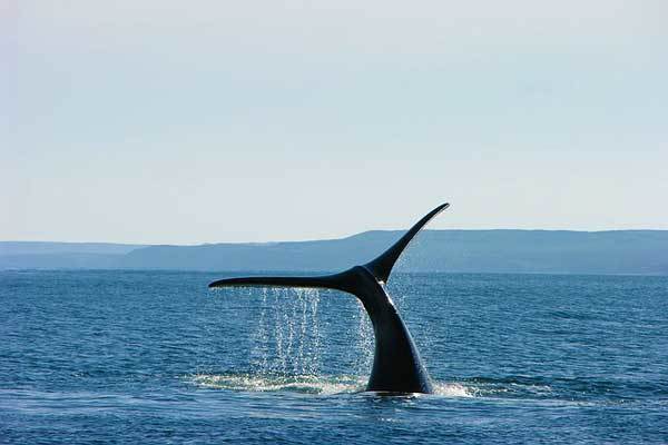 Best-time-to-hike-Patagonia-Wildlife