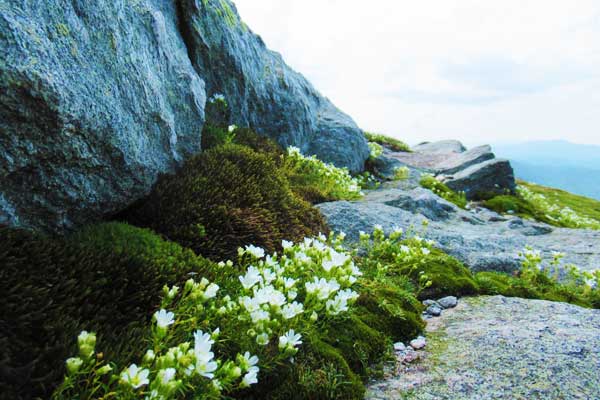 Camels-Hump-Hike-Flowers