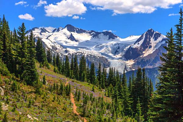 blackcomb-meadows