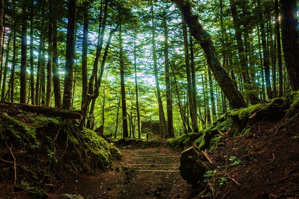 Subashiri-Trail-hiking-Mount-Fuji