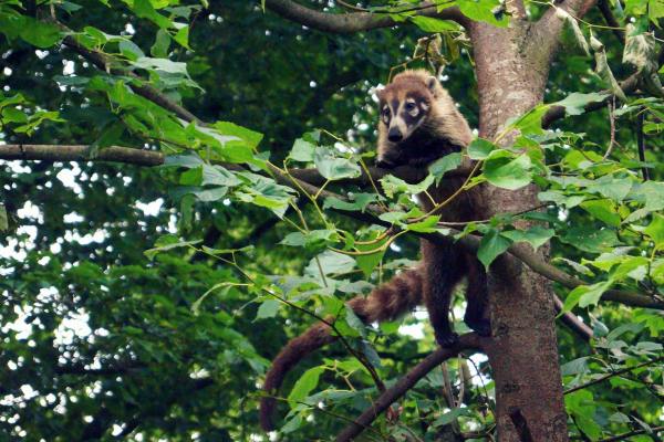 coati-mexico-forest