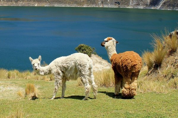 llama-animals-ecuador-quilotoa