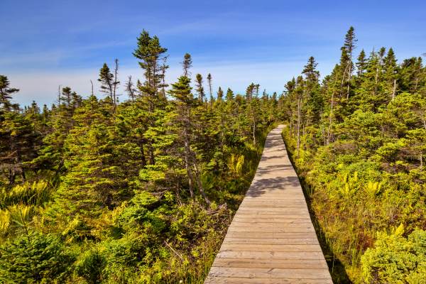 skyline-trail-canada