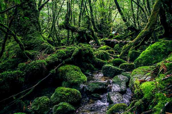 yakushima-hiking-in-japan