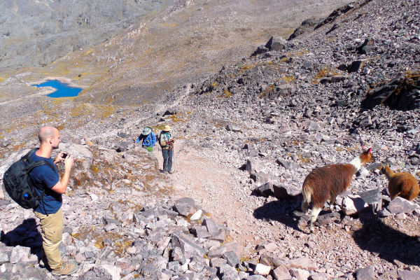 lares trail alpaca lares trail alpaca