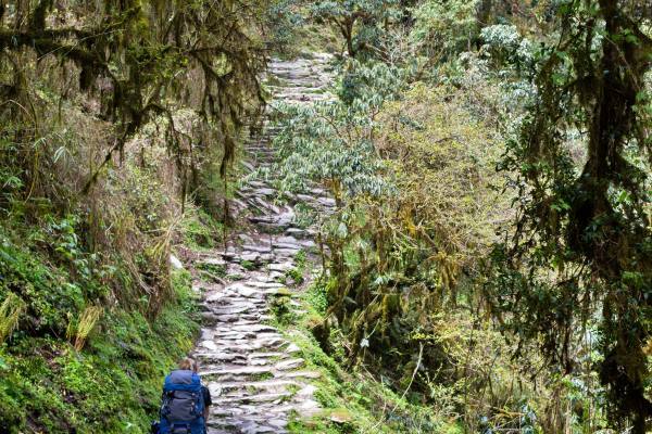 poon-hill-trek-jungle poon-hill-trek-jungle
