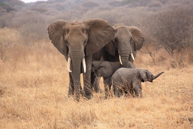 things to do in tanzania