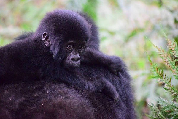 gorilla safaris gorilla safaris
