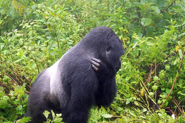 gorilla trekking rwanda