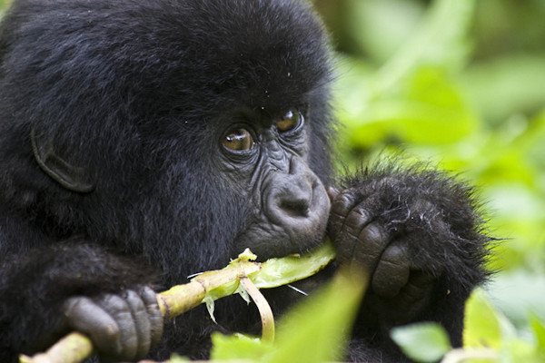 gorilla trekking