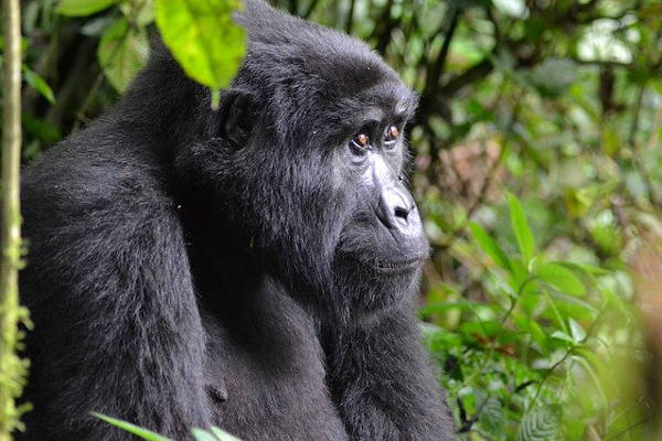 gorilla treks bwindi