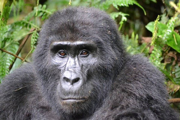 gorilla treks uganda