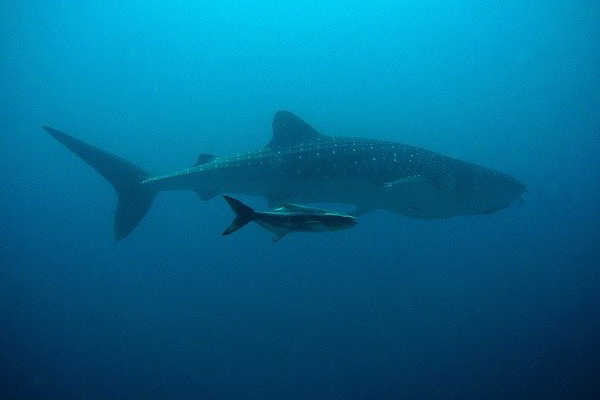 whale shark mexico