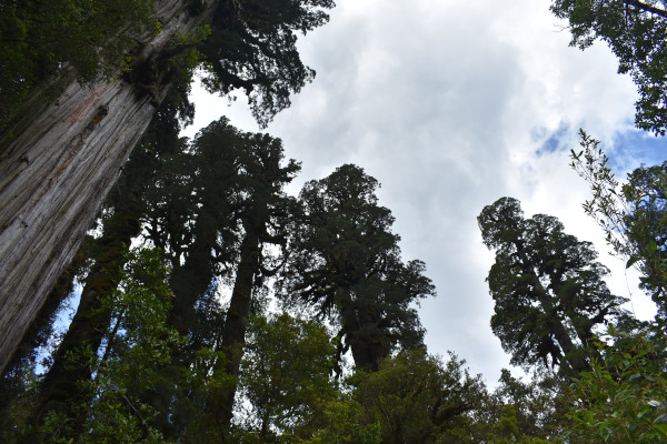 Alerce forest, Pumalin Park, Chile