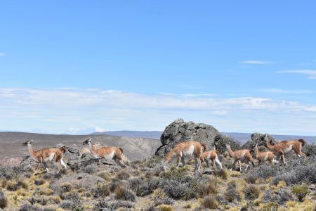 Guanacos