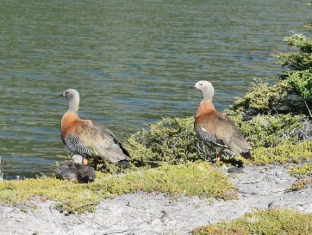 Wildlife Fitz Roy