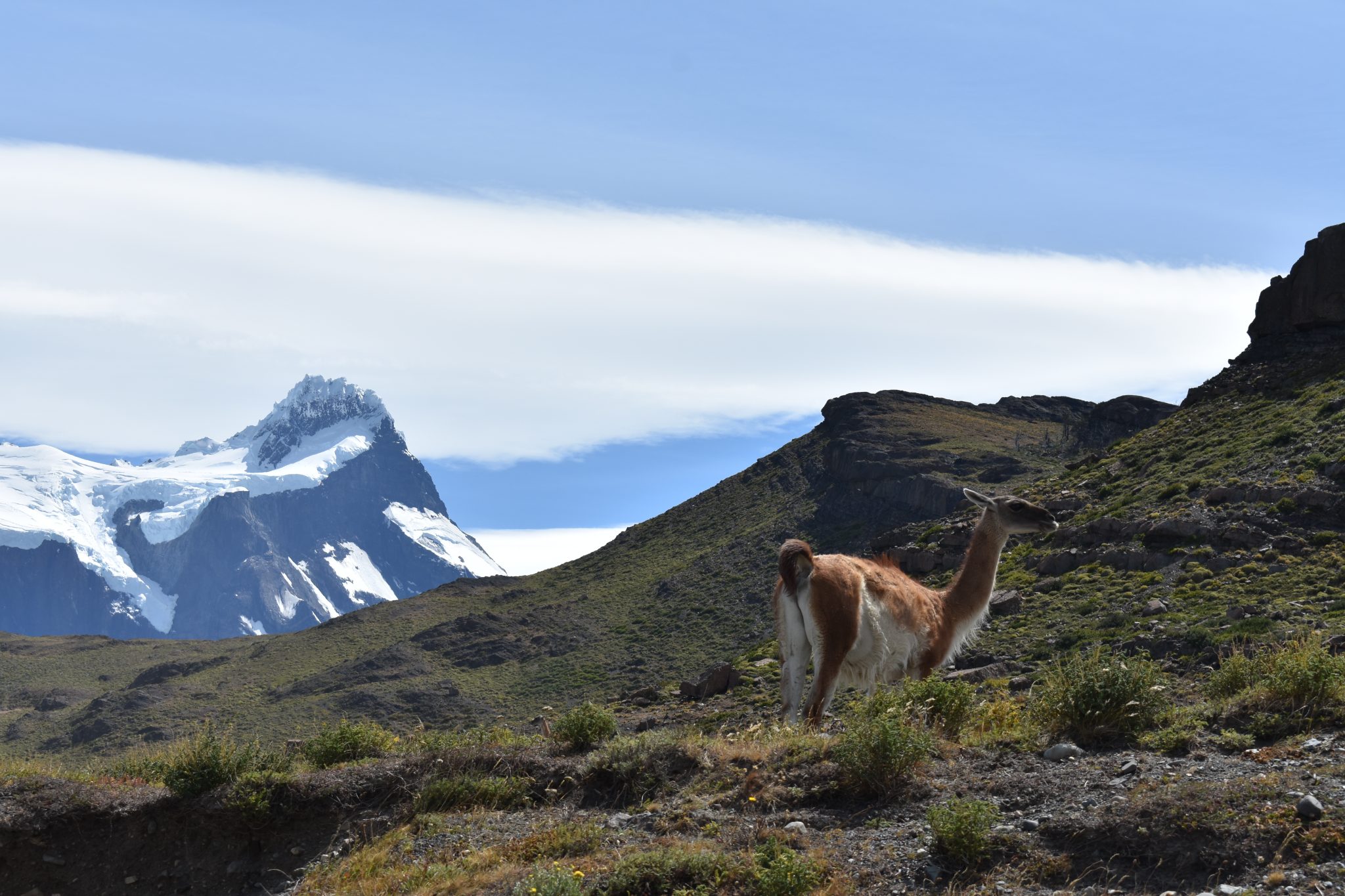 Guanaco in Torres Del Paine, Patagonia