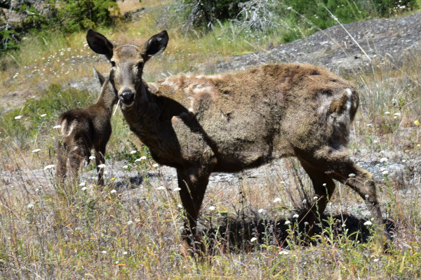 Huemel Deer, Tomango Reserve, Patagonia