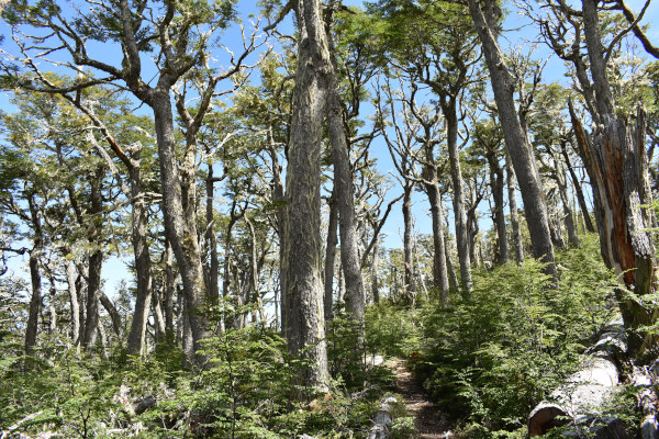 Lenga Trees Patagonia