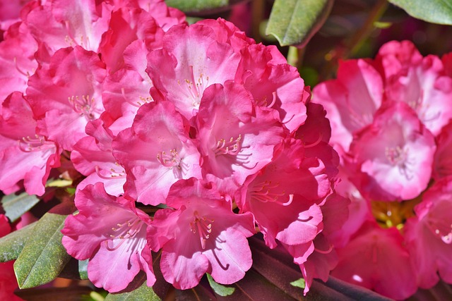 rhododendron,