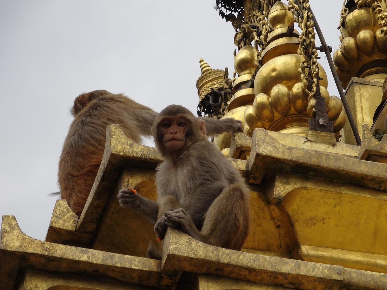 Swoyambhu Mahachaitya