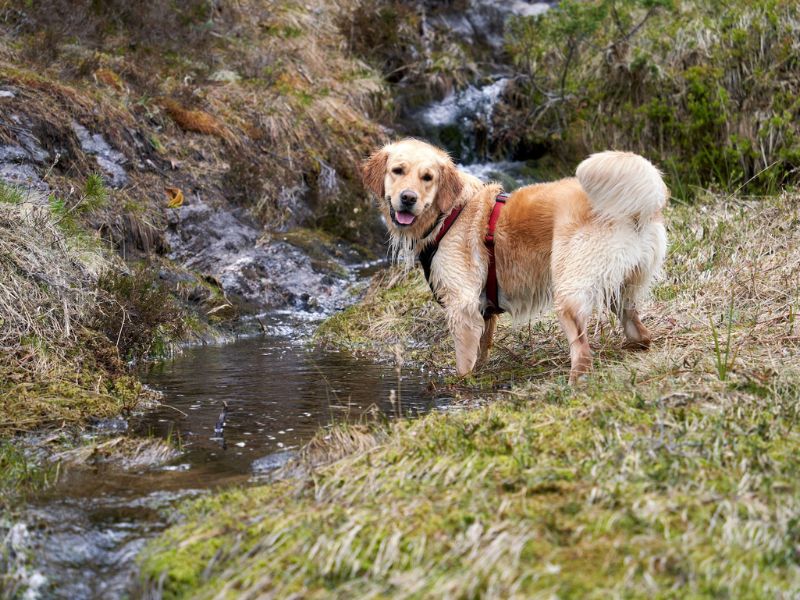 Dogs and hiking Dogs and hiking