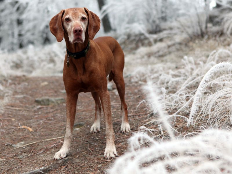 Hiking with senior dogs Hiking with senior dogs