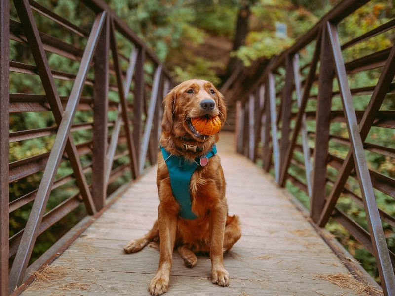 tips hiking with dogs tips hiking with dogs