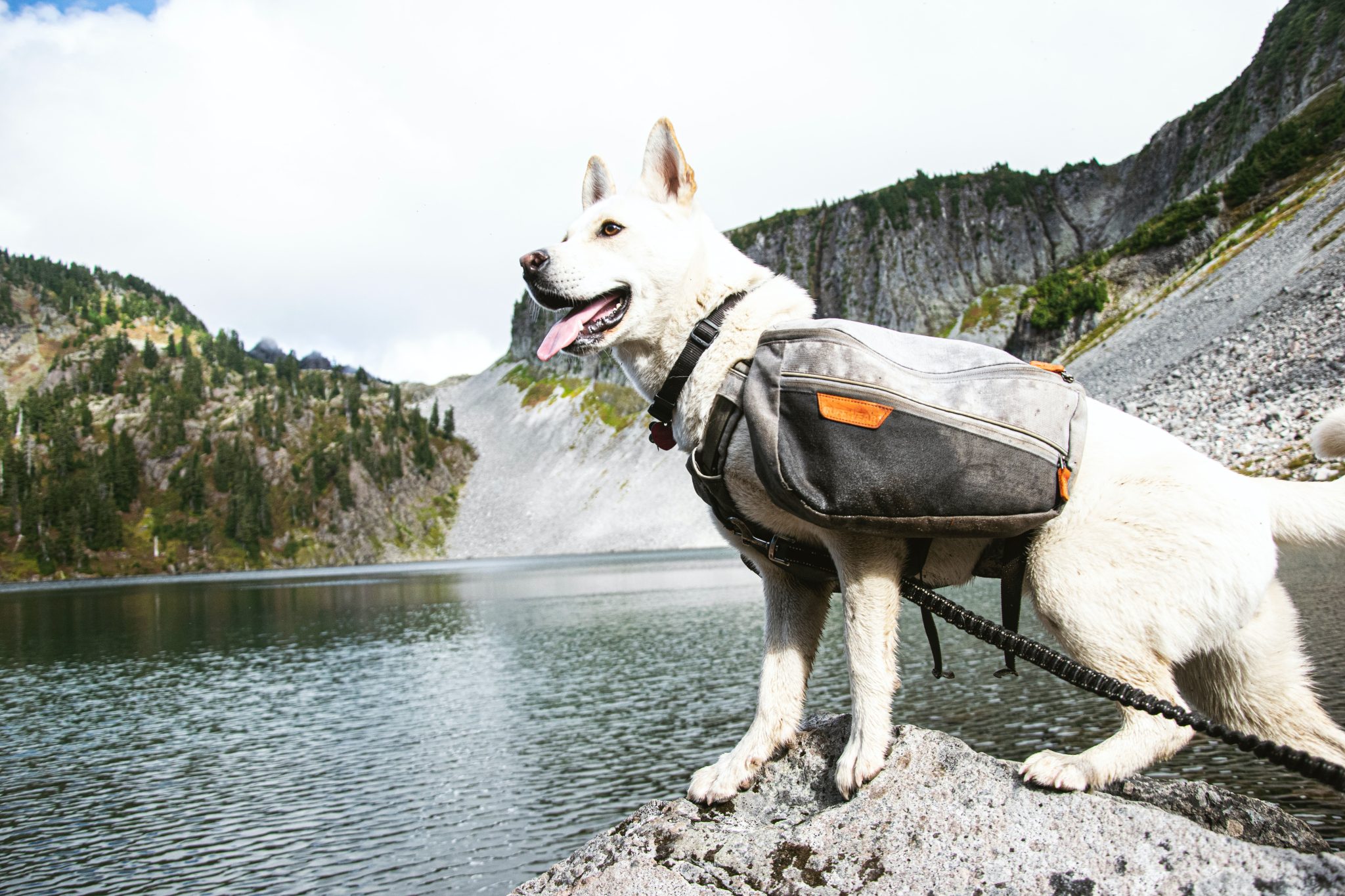 dog hiking gear