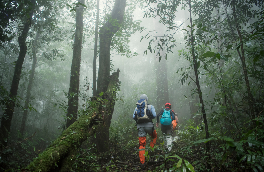 Rainforest Hiking: Essential Gear and Considerations