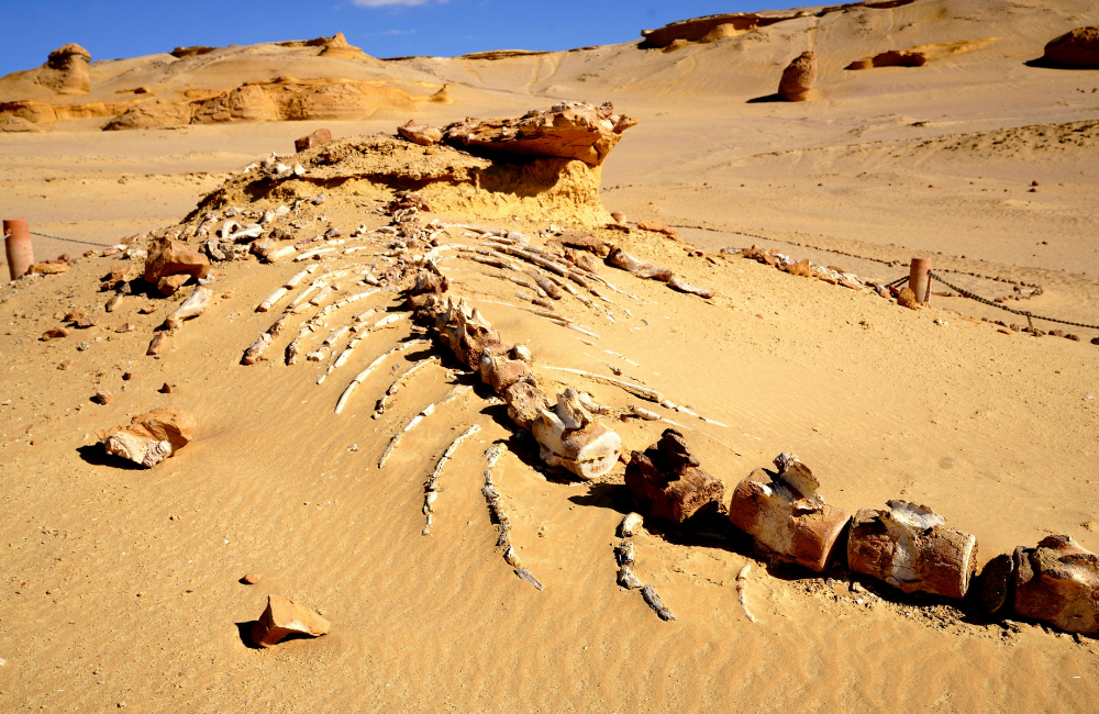 The 8 Best Hiking Routes in Egypt (My Top Picks) The 8 Best Hiking Routes in Egypt (My Top Picks)